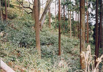 冠山茶の木原