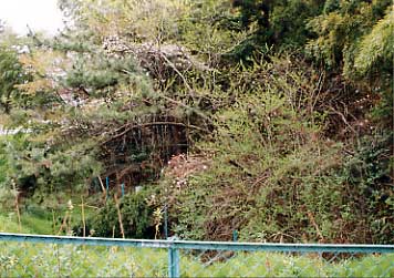 桜町シデコブシ群落