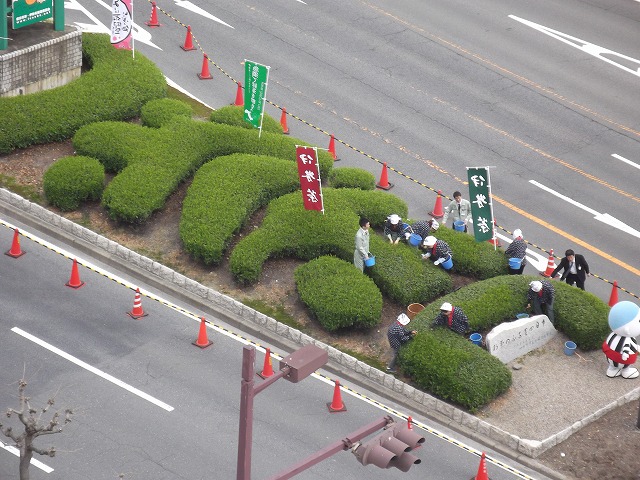 特産茶展示ほの新茶摘み2