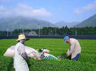 茶刈機