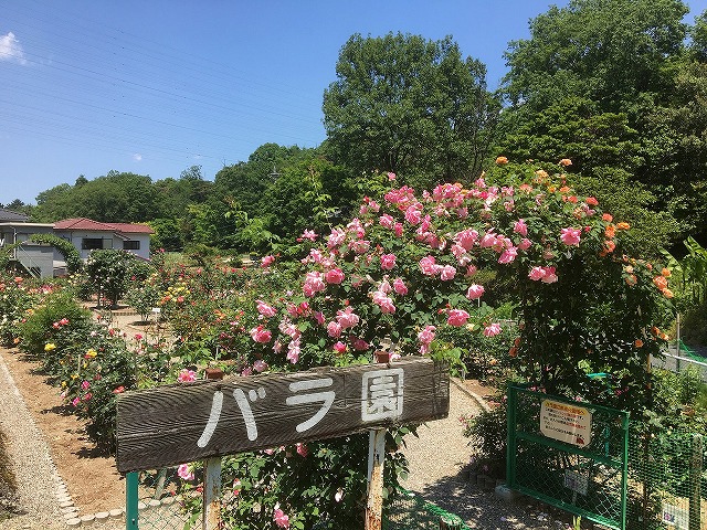 公園 南部 丘陵 【無料デイキャンプ場】がある四日市の南部丘陵公園は最高の癒やしスポットだ