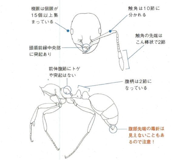 ヒアリの特徴