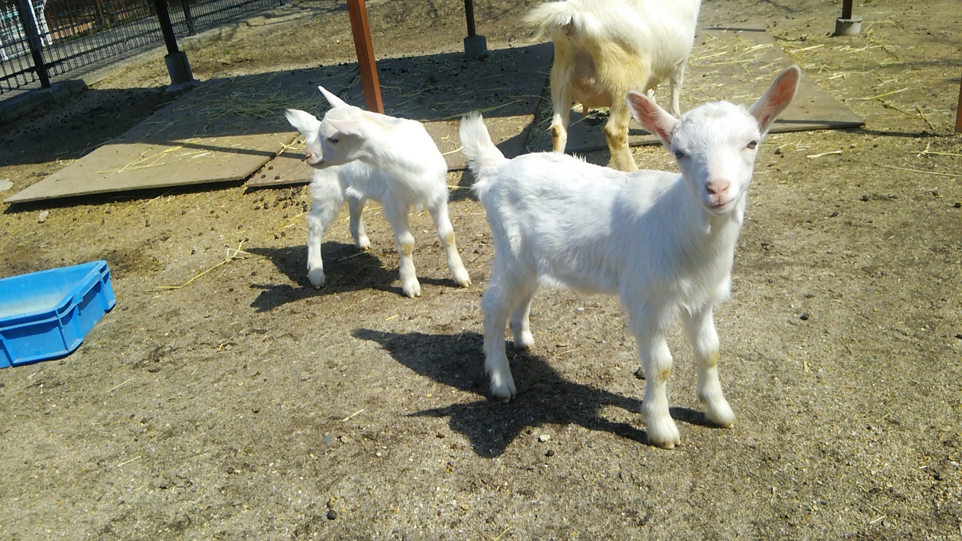 平成30年04月27日 記者発表資料 南部丘陵公園（南ゾーン）小動物園「仔ヤギの名前募集」「ヒツジの毛刈り」について 四日市市役所