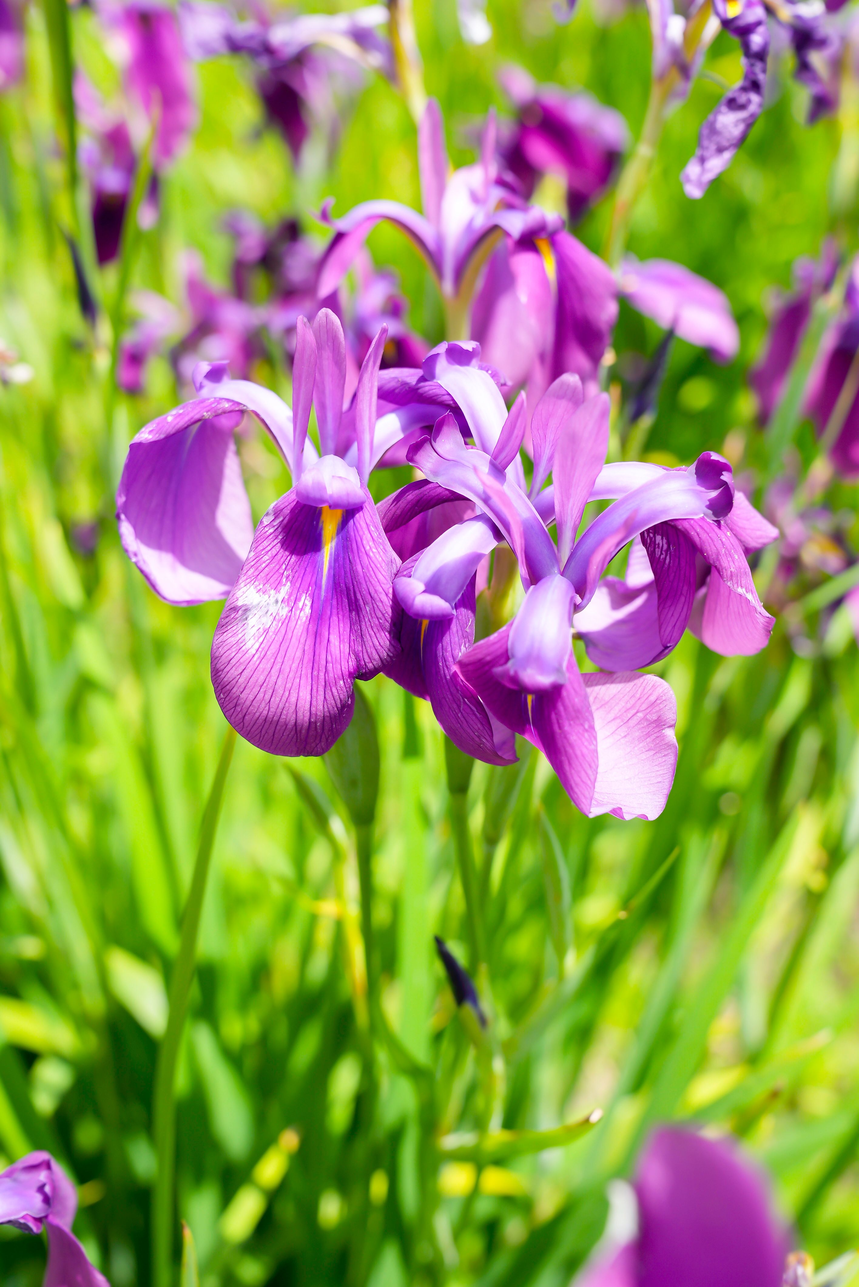 ノハナショウブの花